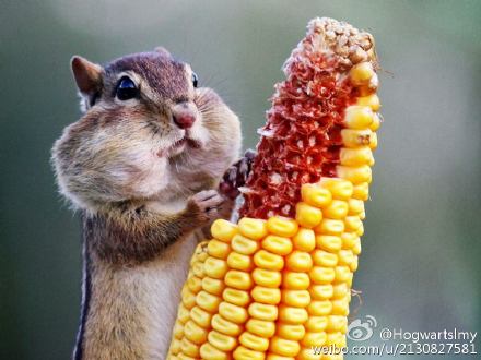 Ȼ���ѵĳԻ�����ϵͳ